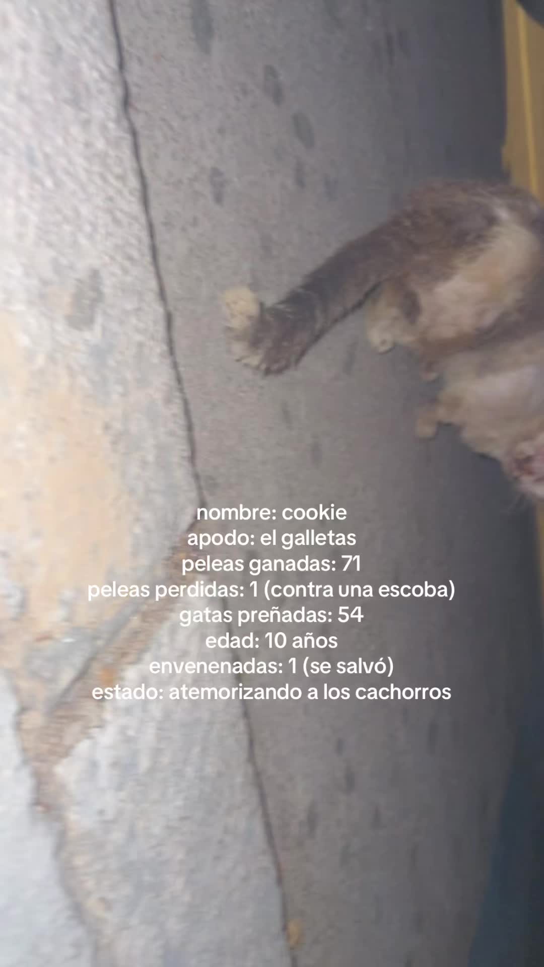 @paulitaa ྀྀི