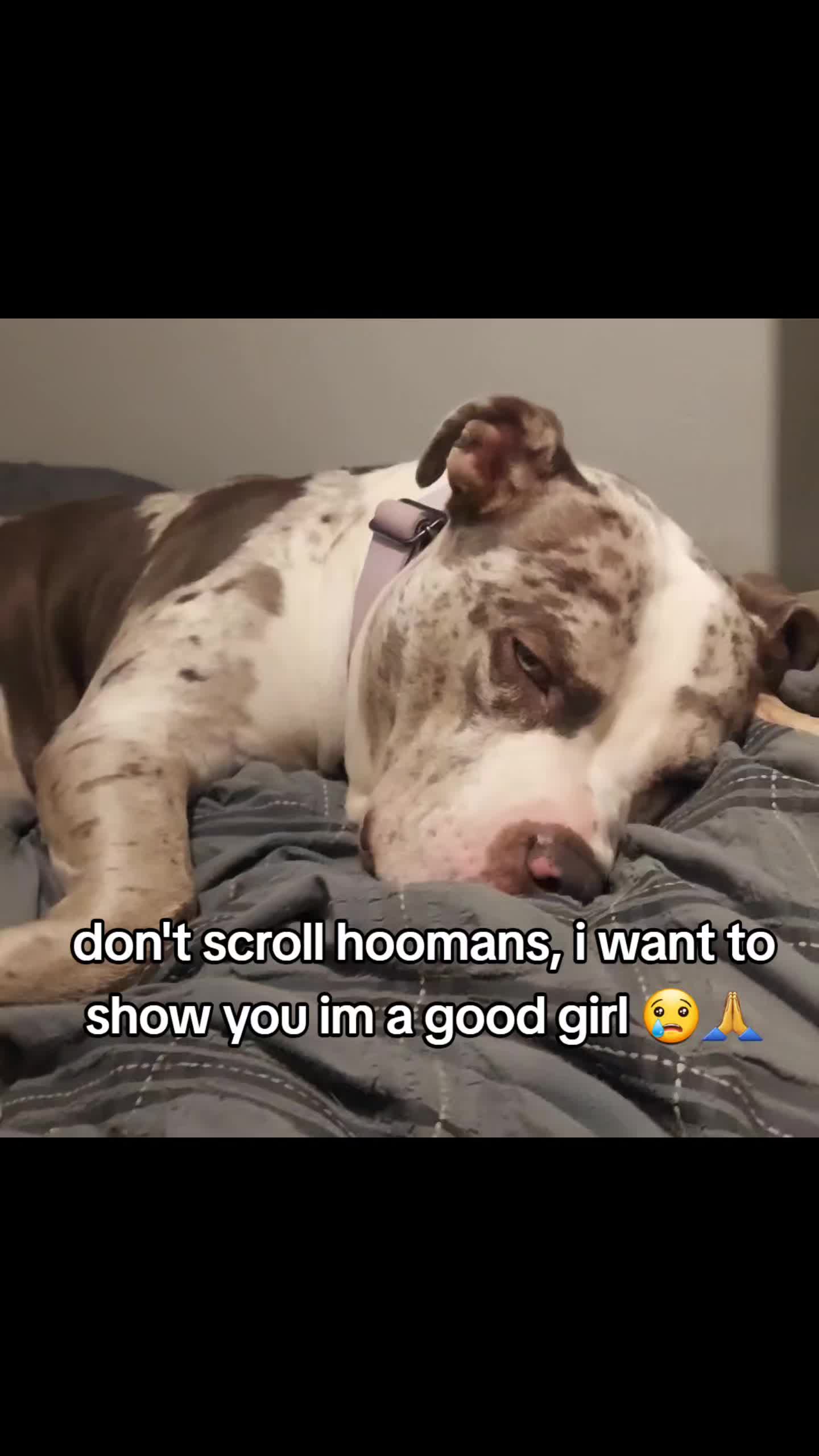 @kirsty+starlight the xl bully