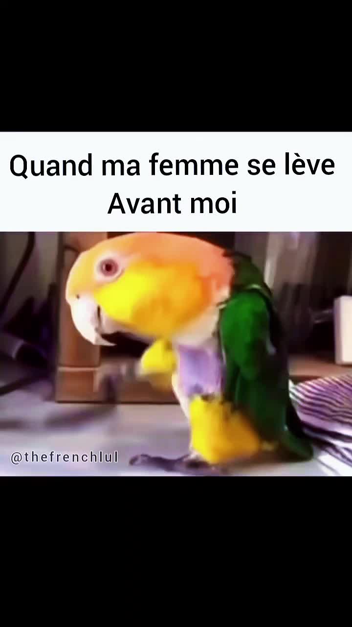@The French Lul