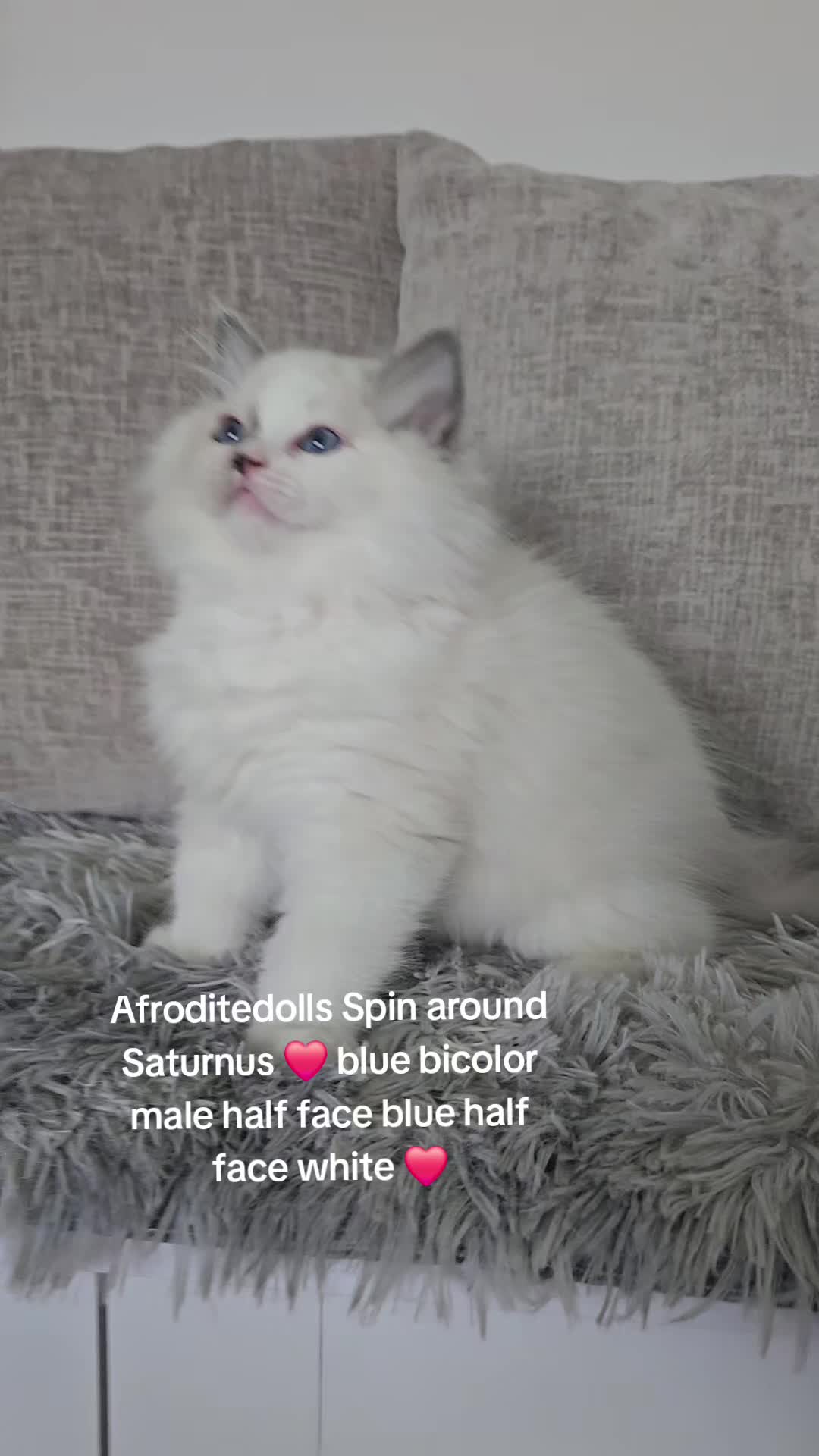 @AfroditeRagdolls💖