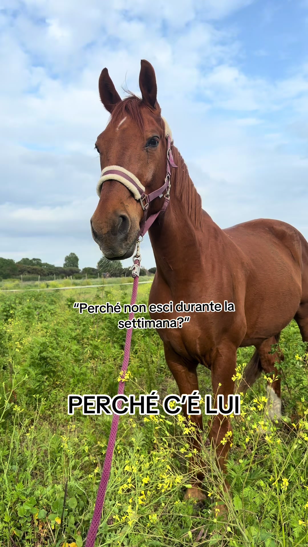 @Saraa