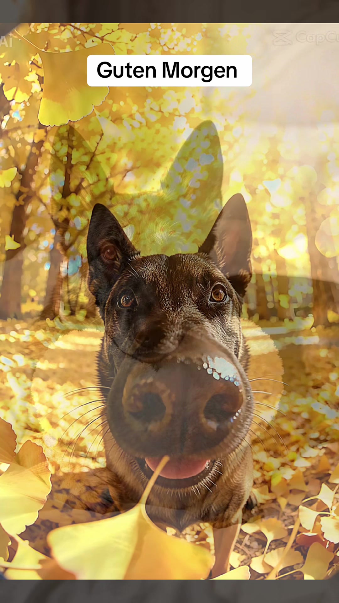 @malinois_und_ich