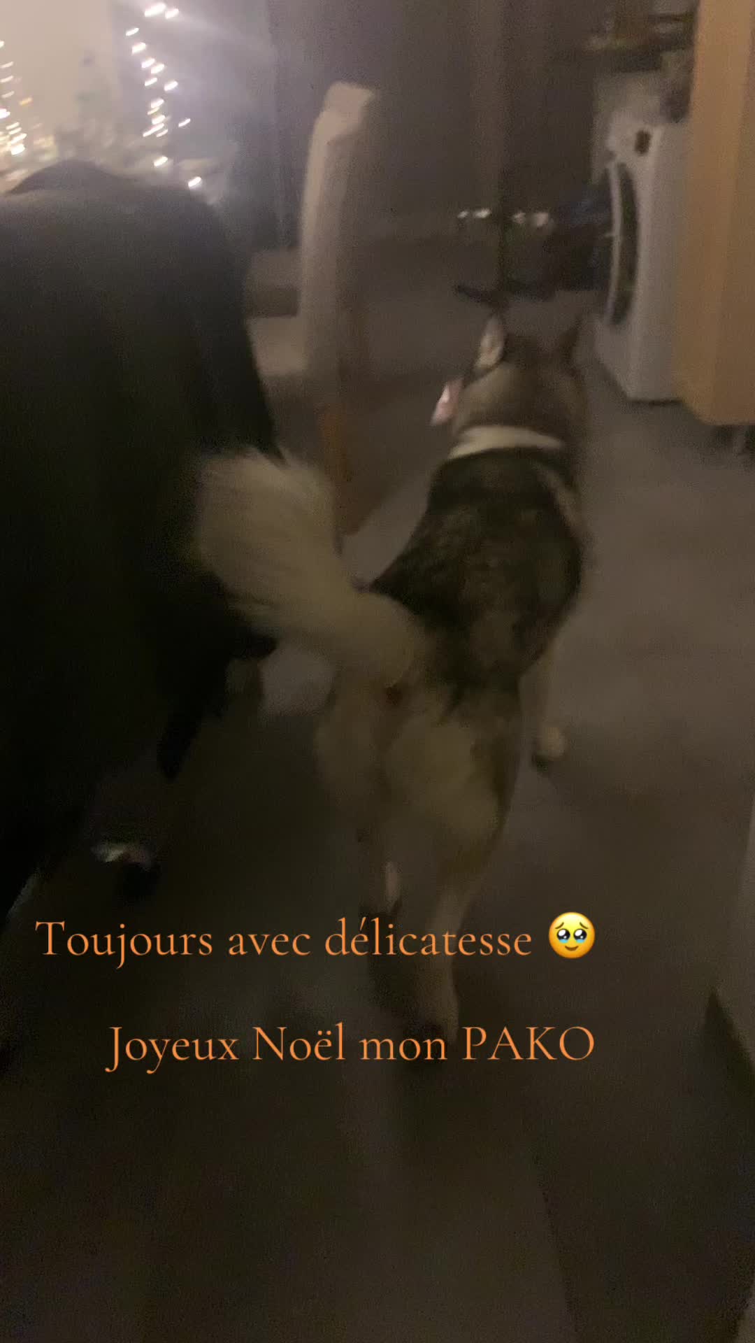 @🐺 PAKO Husky Sibérien