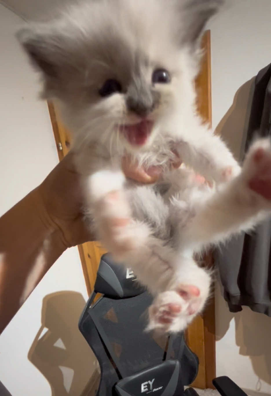 @Cute Ragdolls
