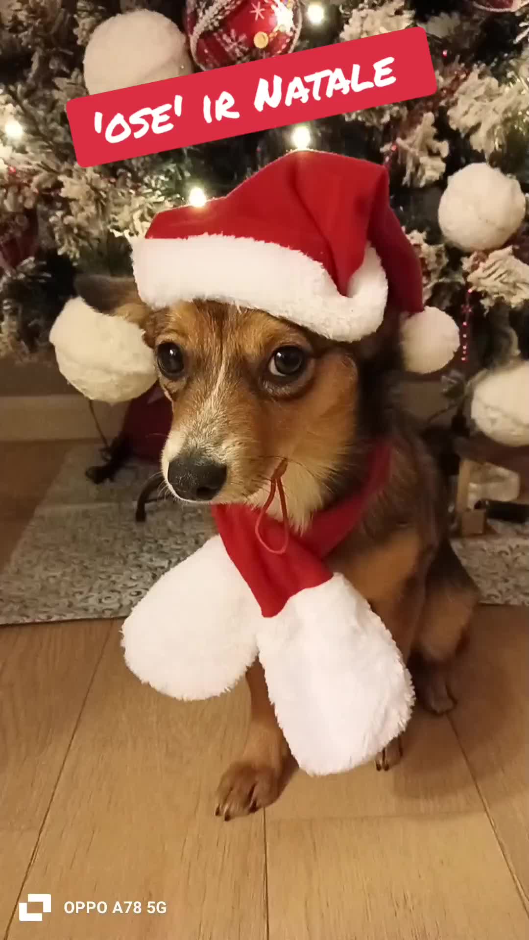 @briciola221dina24