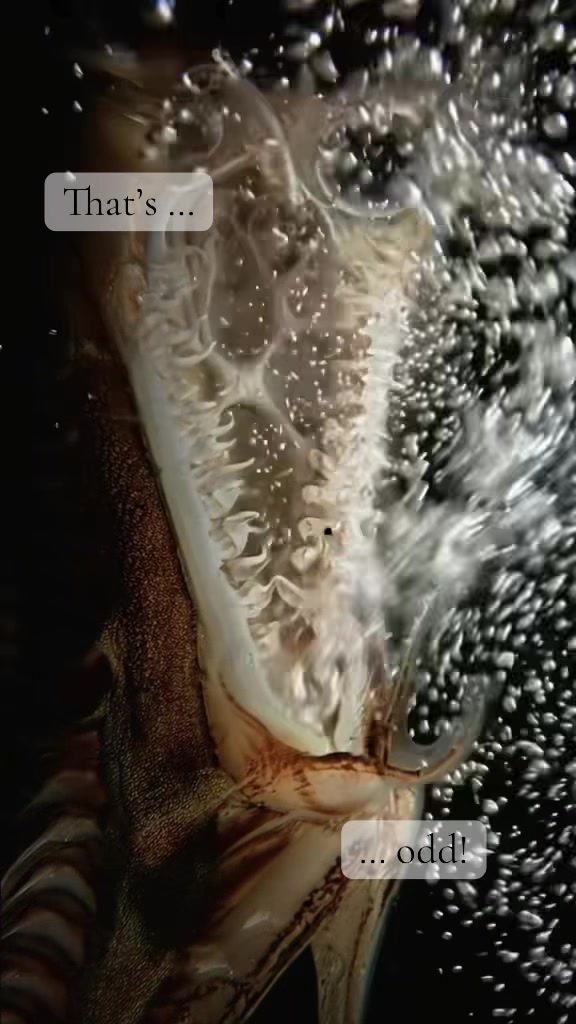 @ExoplanetWildlife