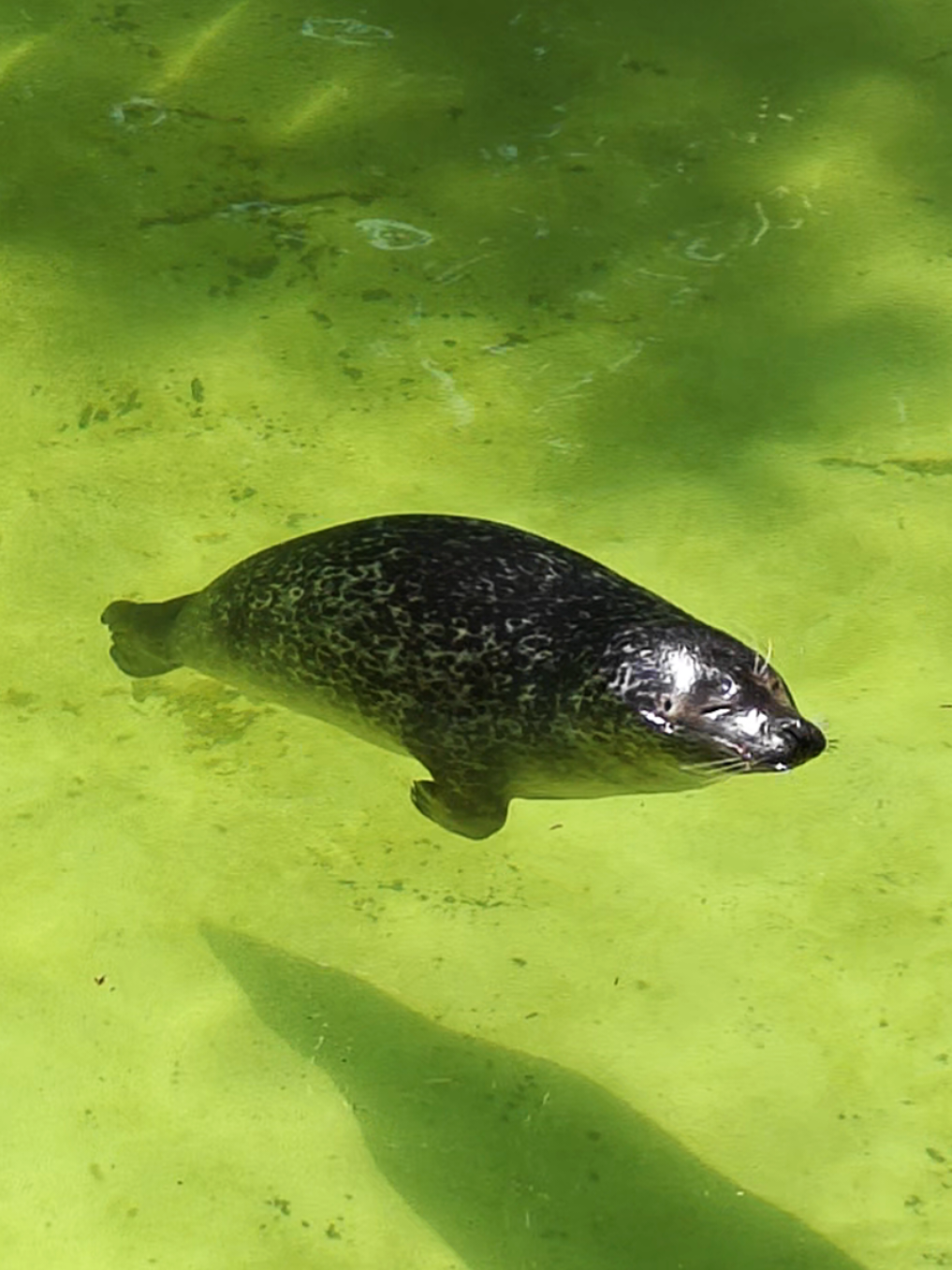 @🩷🎀 seal 🦭🩷