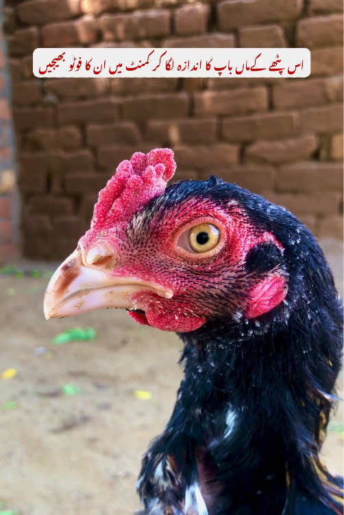 @Poultry Markaz
