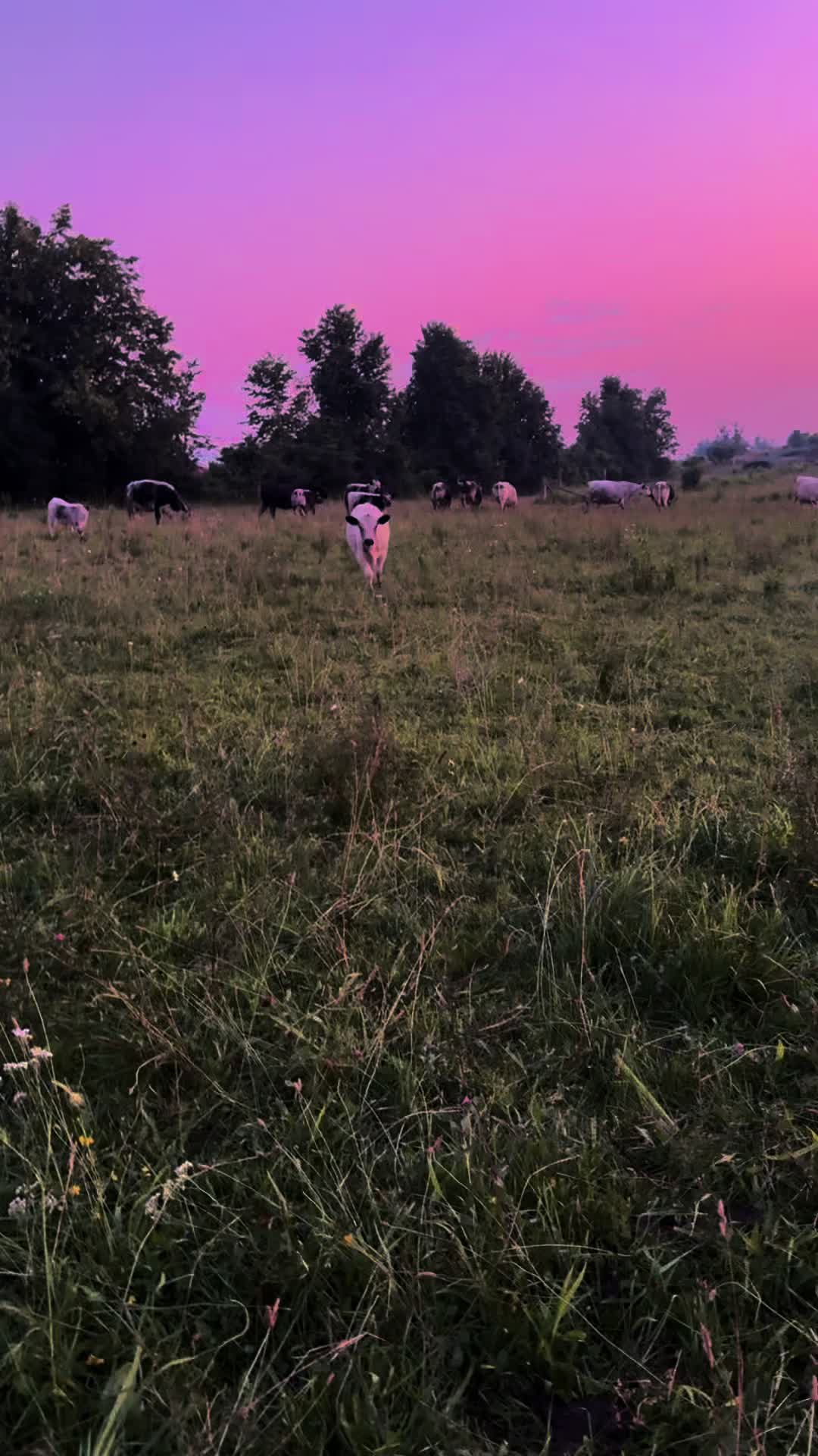 @Speckle Park Cattle 🇨🇦