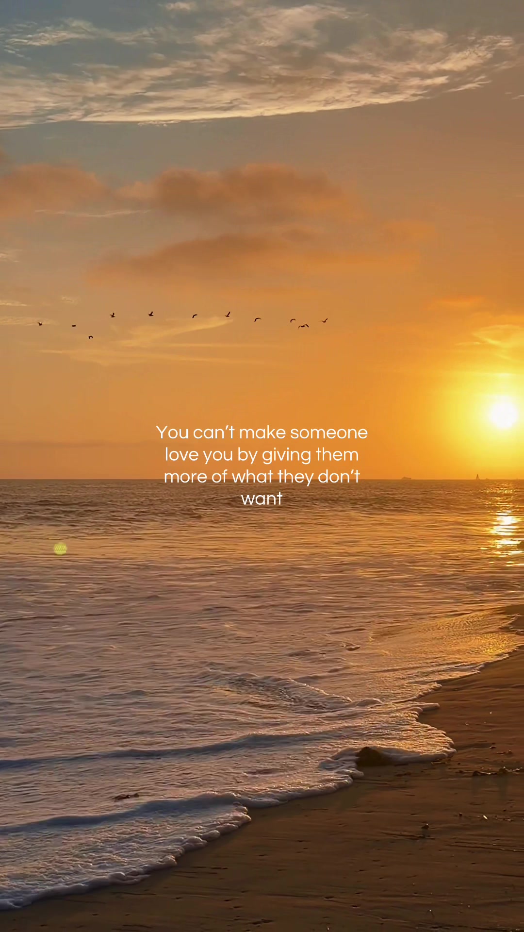 @🌅 Sunset Lori 🌅