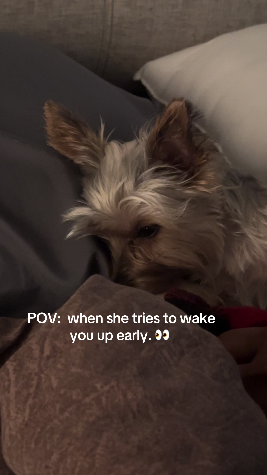 @Penny the Yorkie