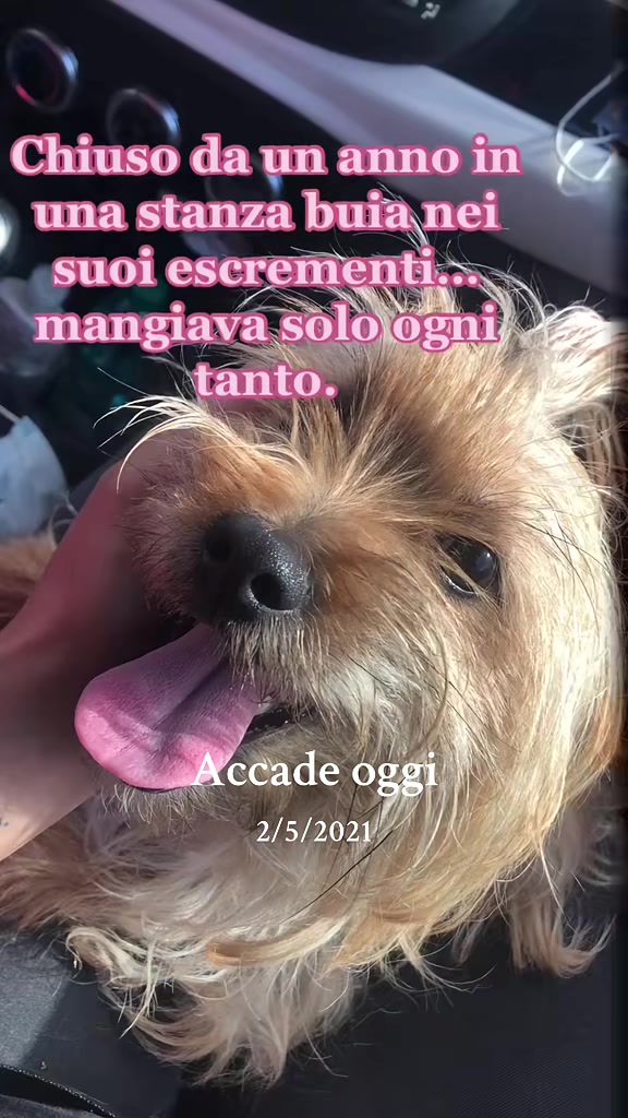 @The Queen 👑 My Dog Family &hearts;️