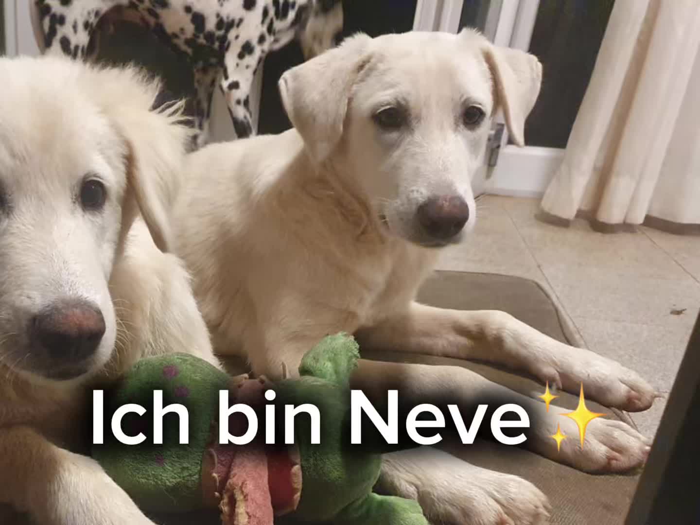 @Tierheim der Gl&uuml;ckliche