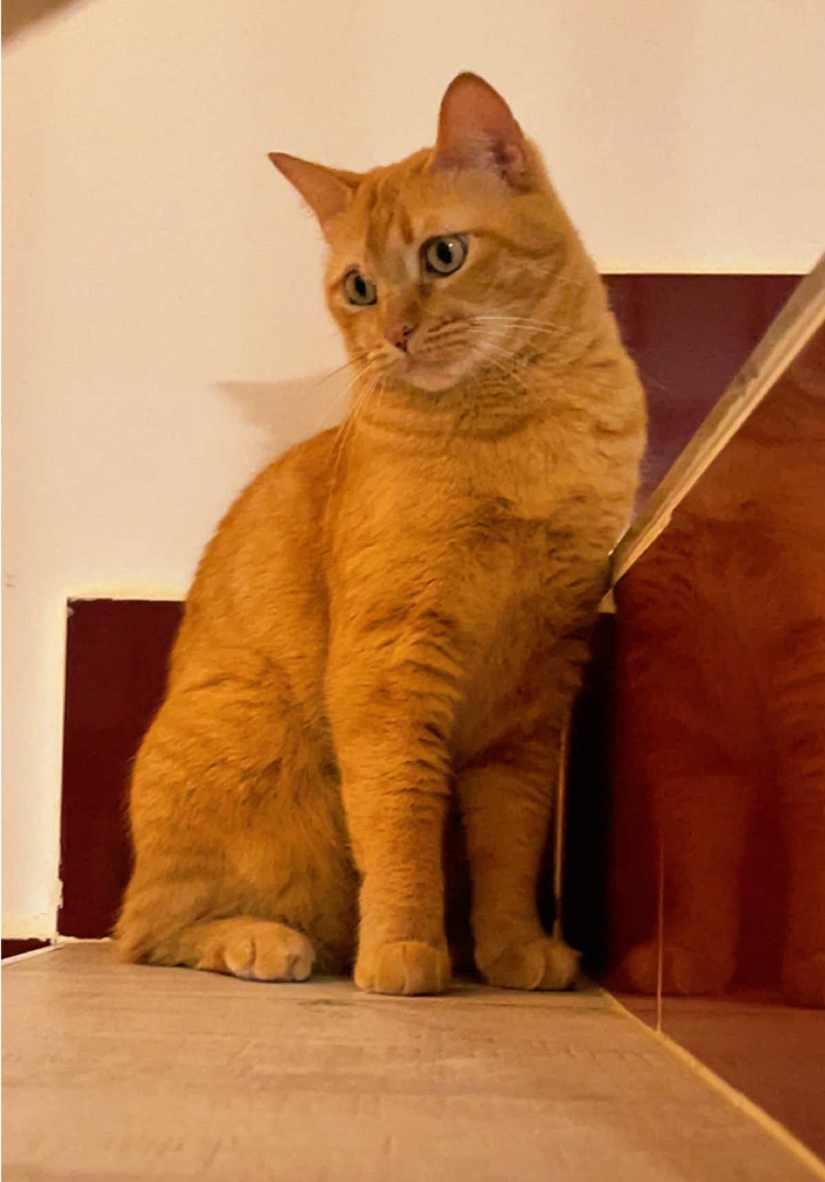 @Gatitos Gatetes