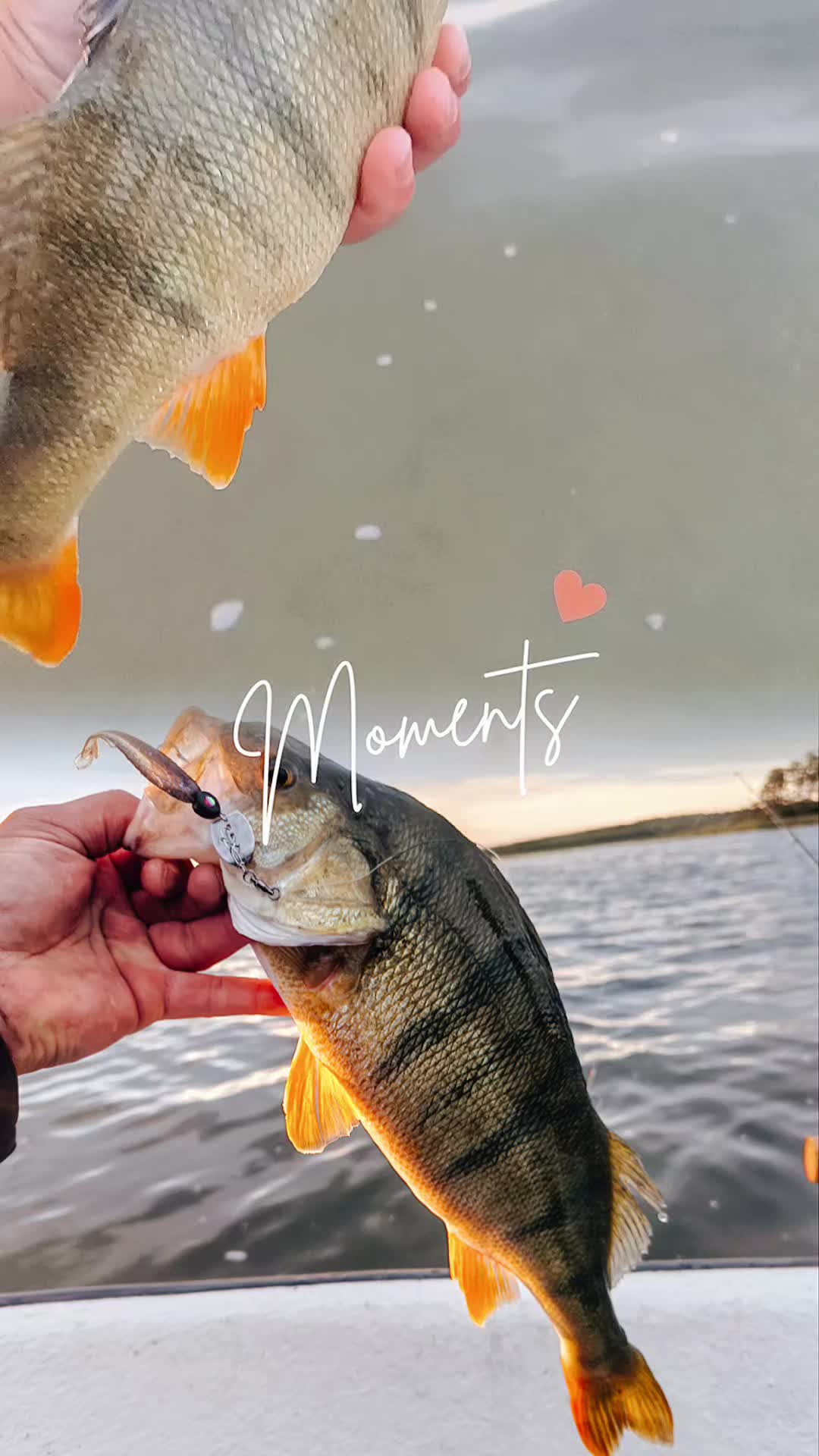 @Limestone Softbaits