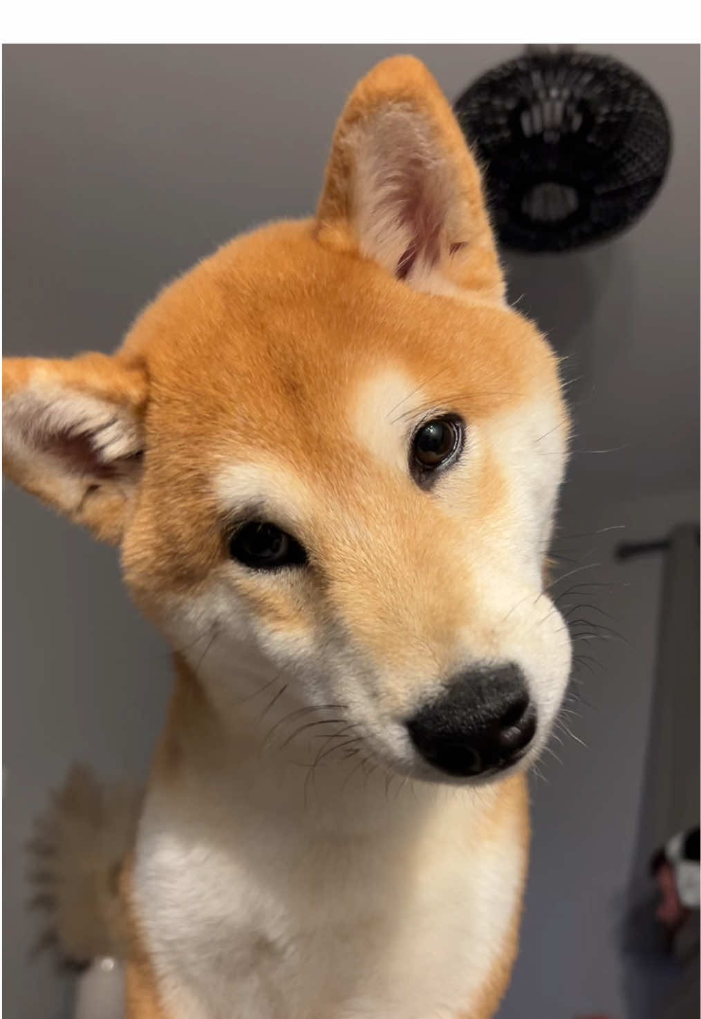 @Kenzo the Shiba