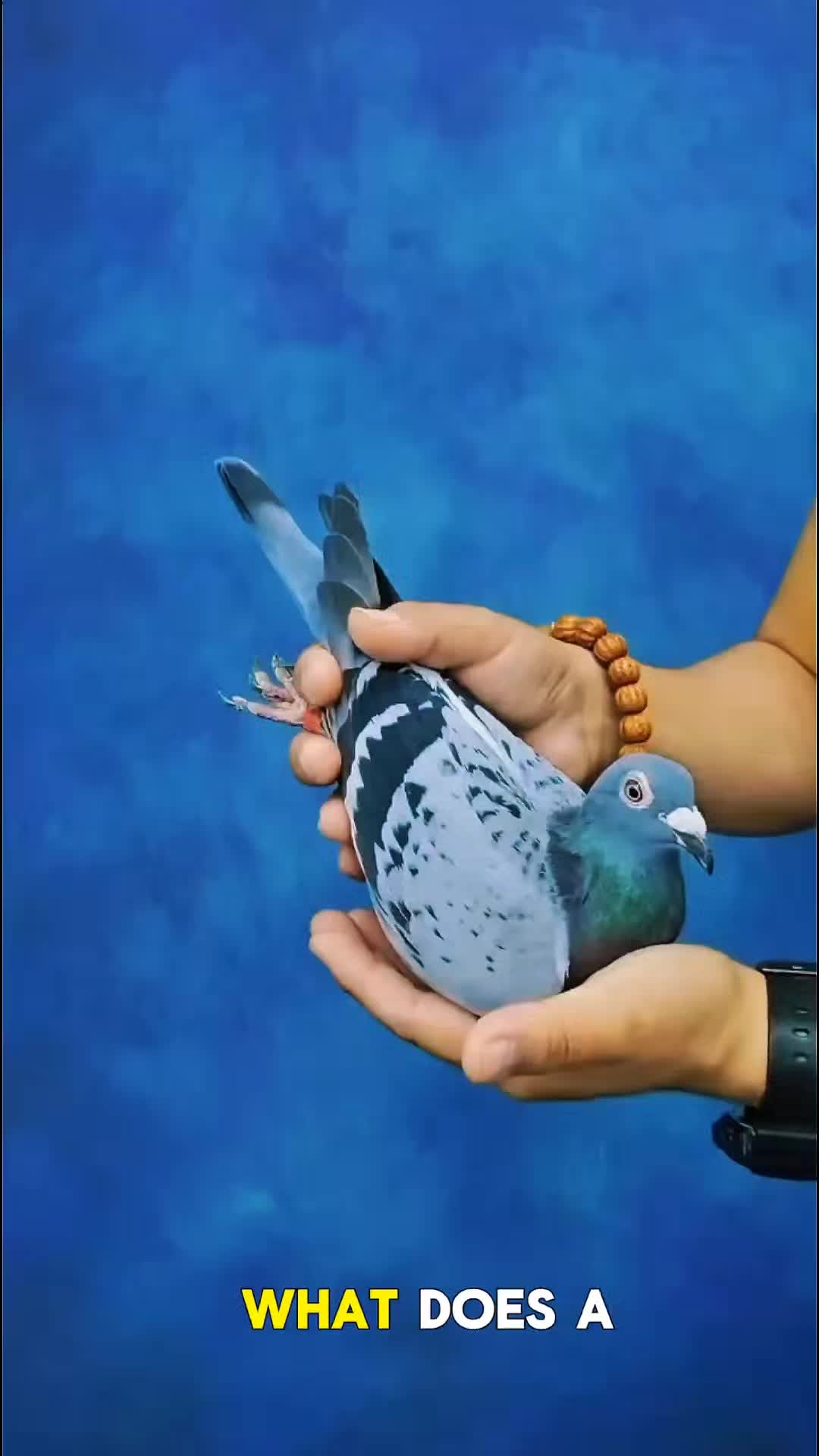 @TFRPL🕊️