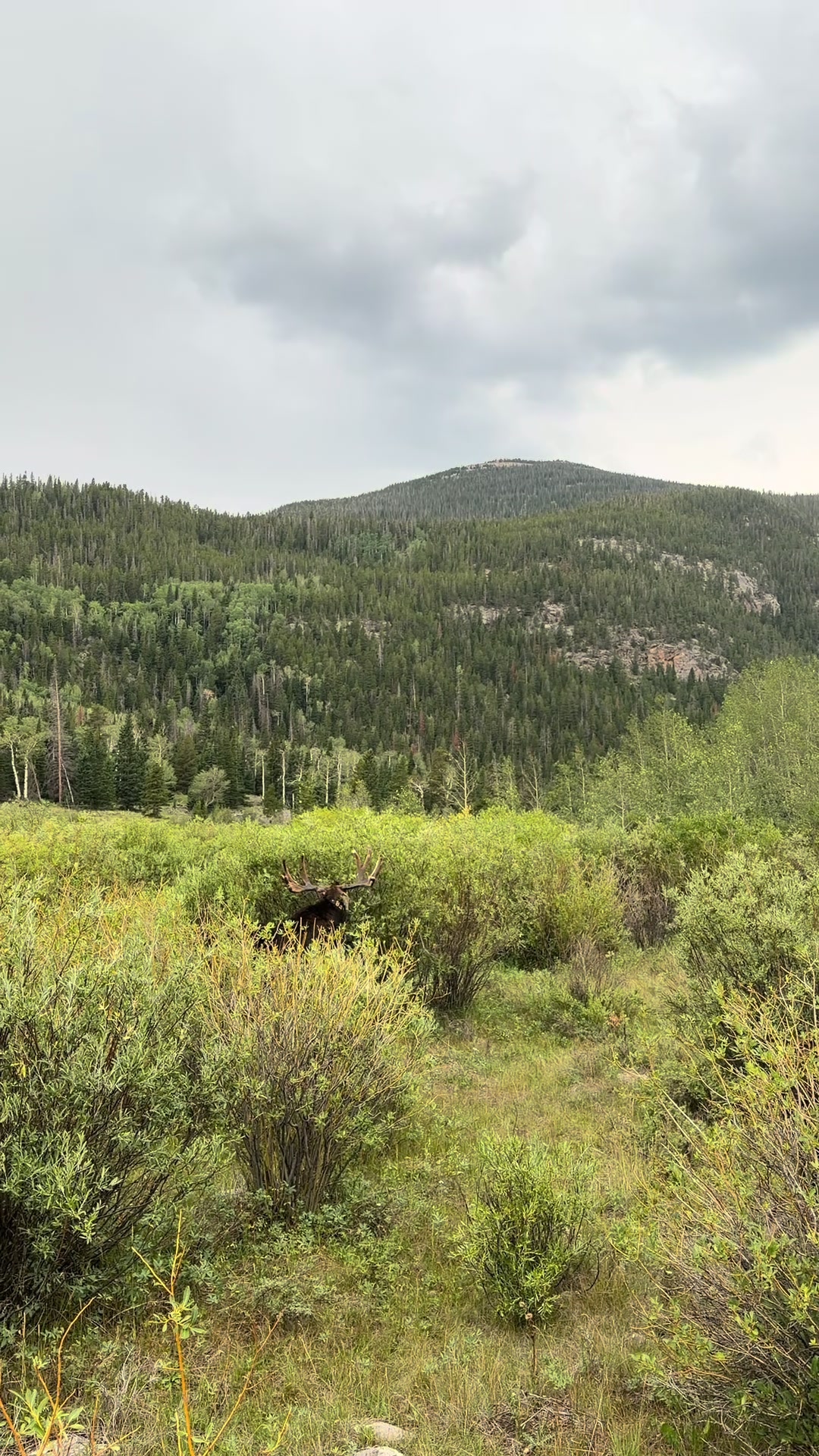 @Emalee ⛰️✨🦌