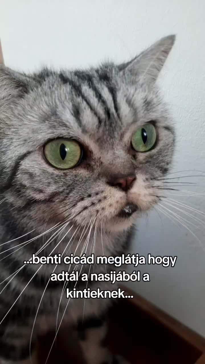@🌻Kiss Heni & the CATS🐈⬛