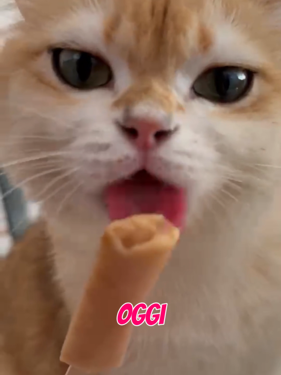 @Gaston & Margot 🐈♥️🐱