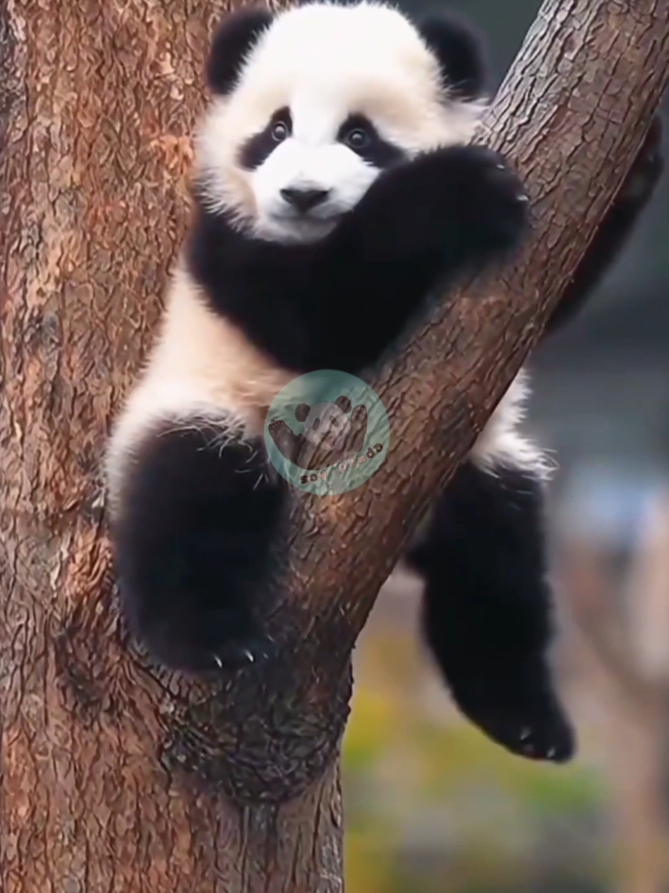 @Pandavibes