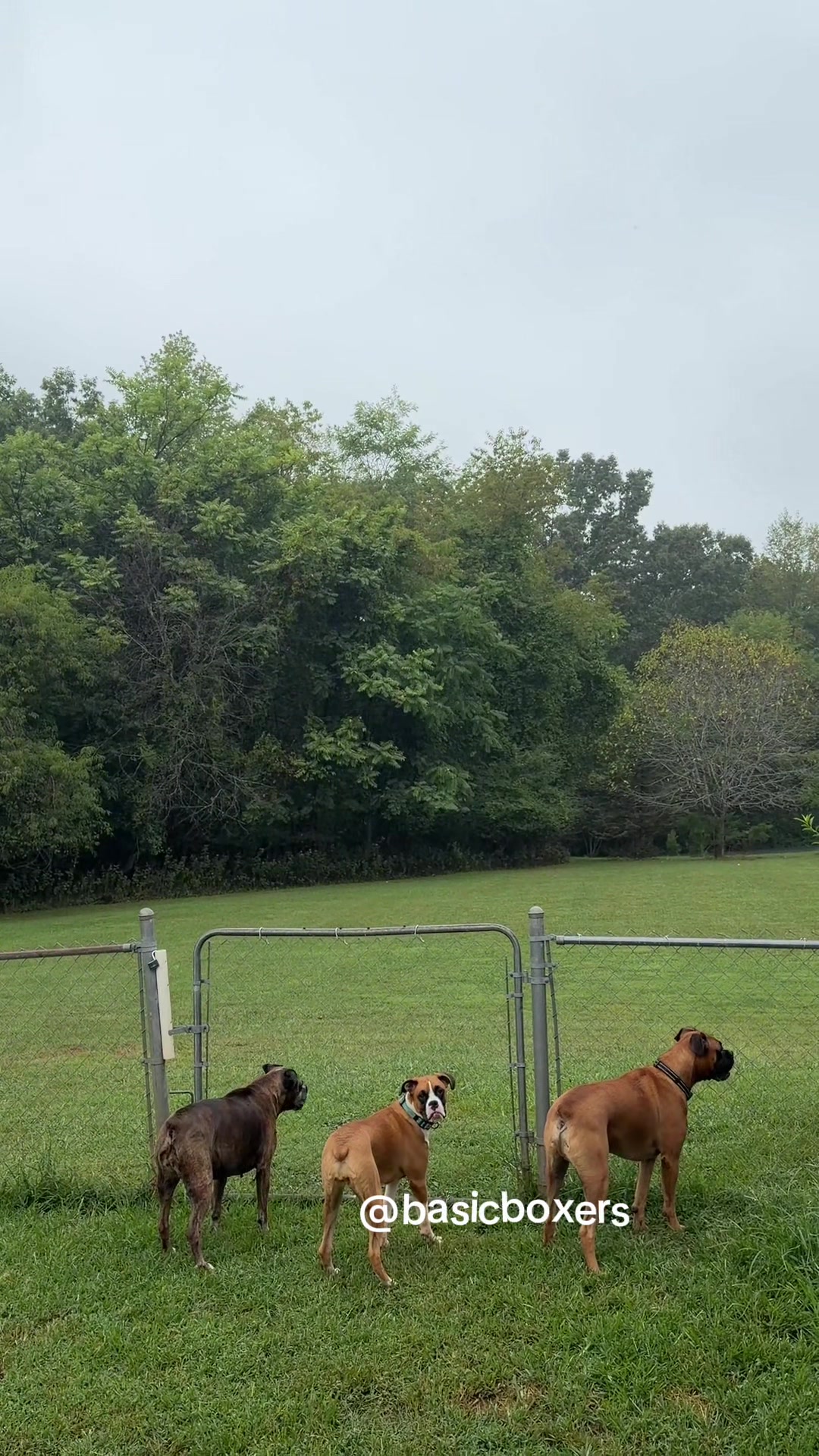@basicboxers