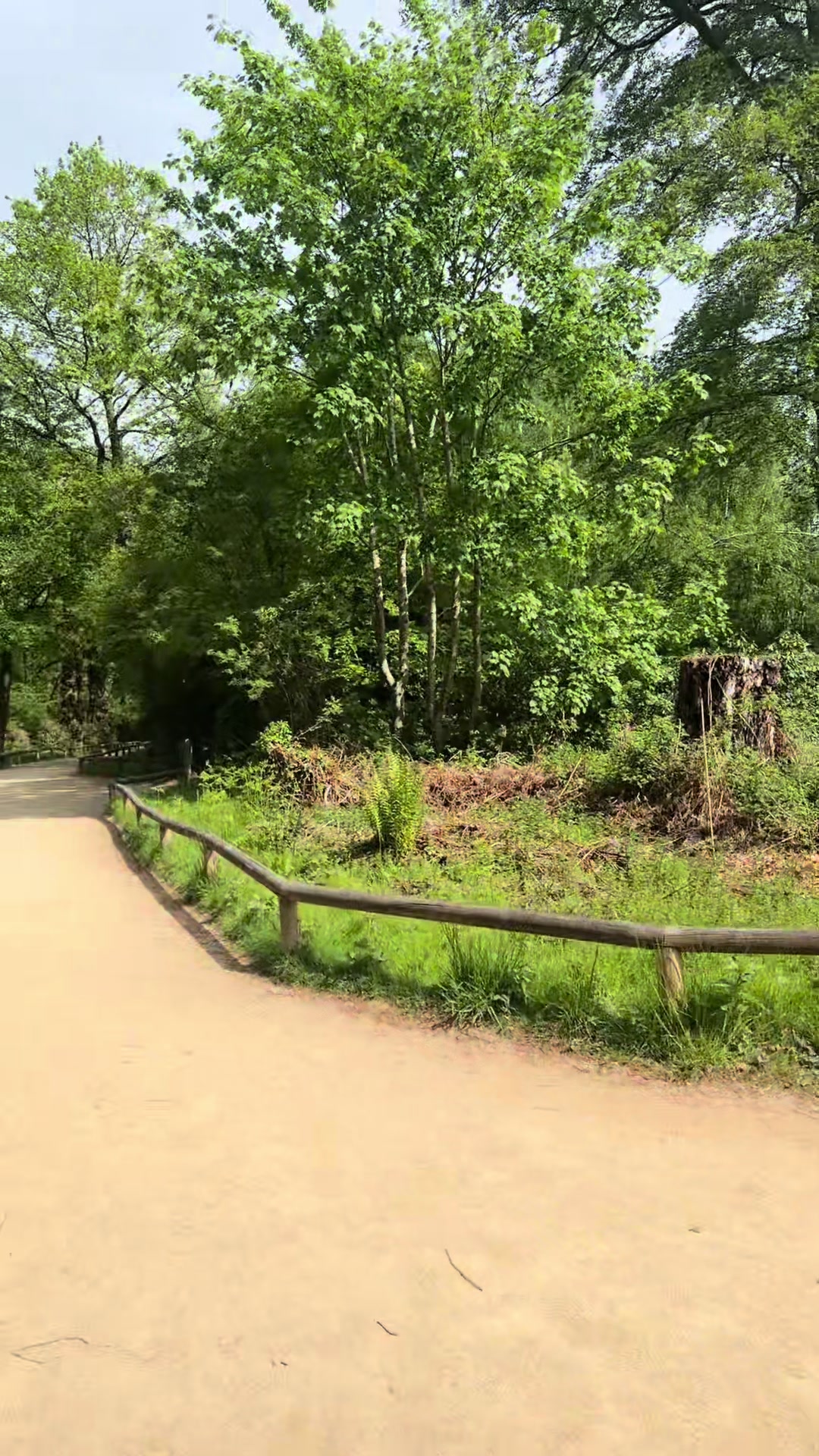 @Monkey Forest