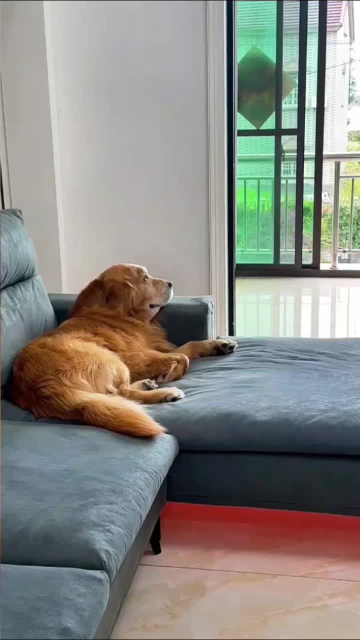 @dogadoption