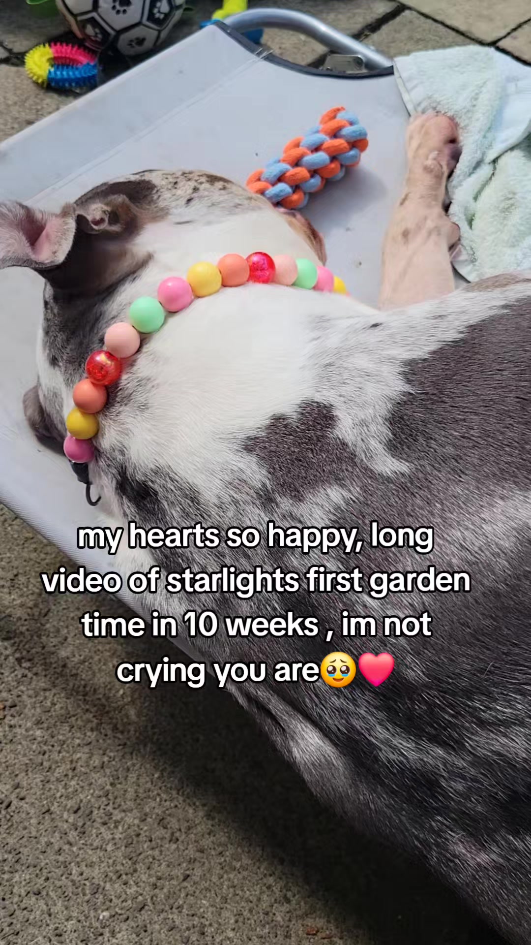 @kirsty+starlight the xl bully