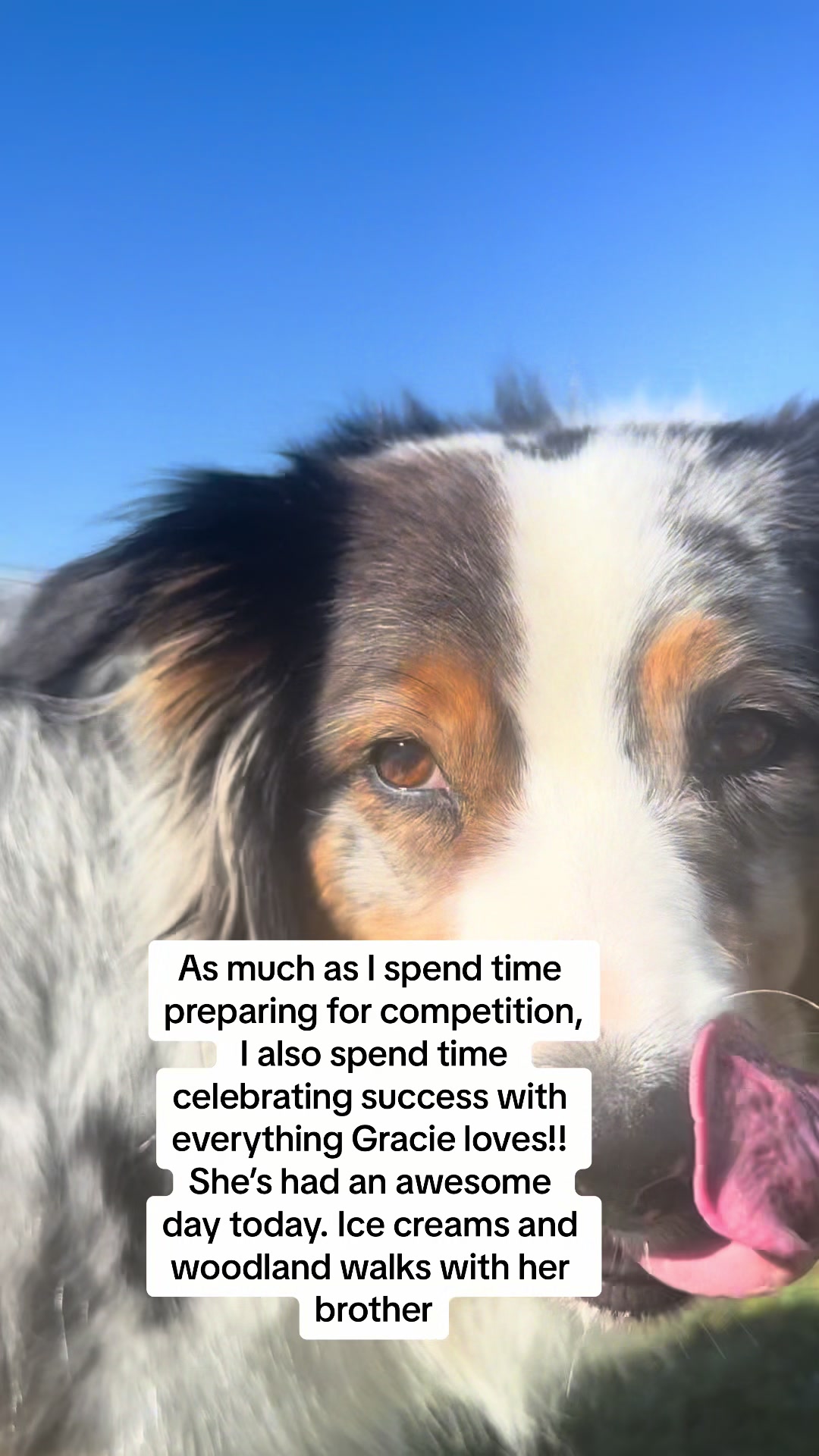 @thedogsportscoach