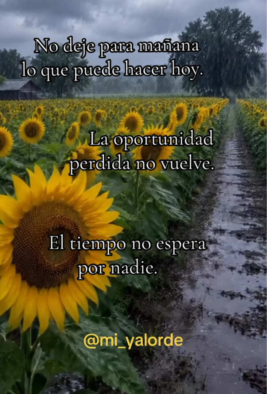 @Mi Yalorde
