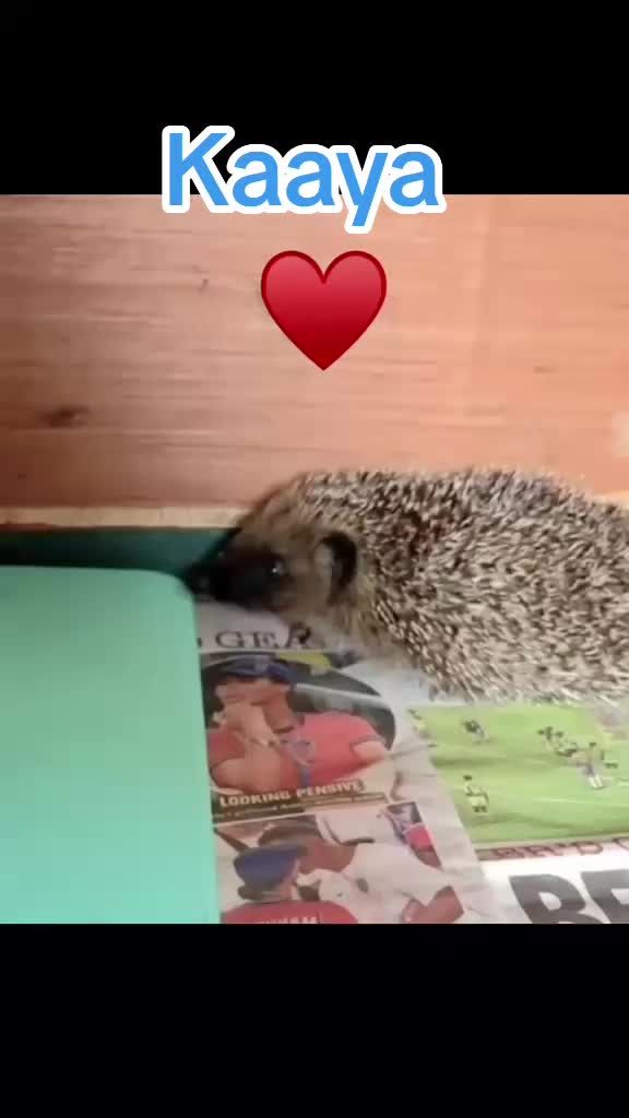 @Ryston Rachel's Hedgehog Hotel