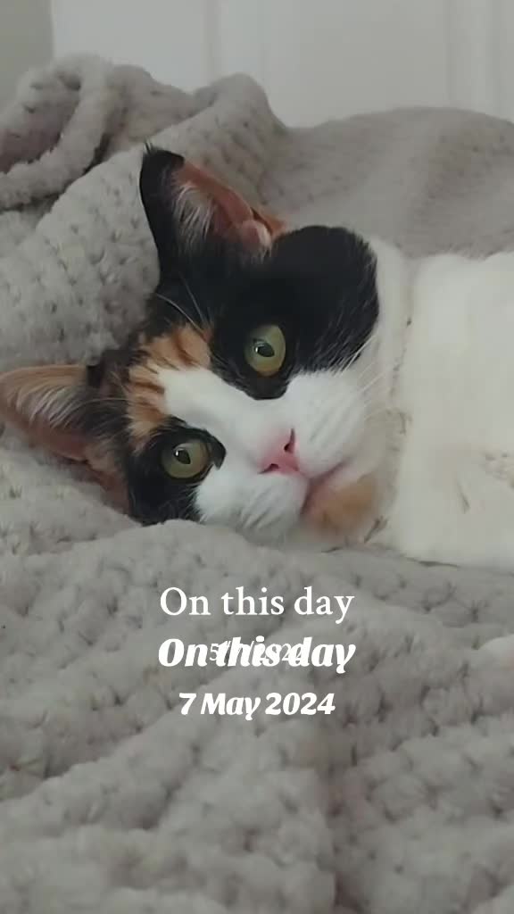 @🐾 LOLA CAT 🐾