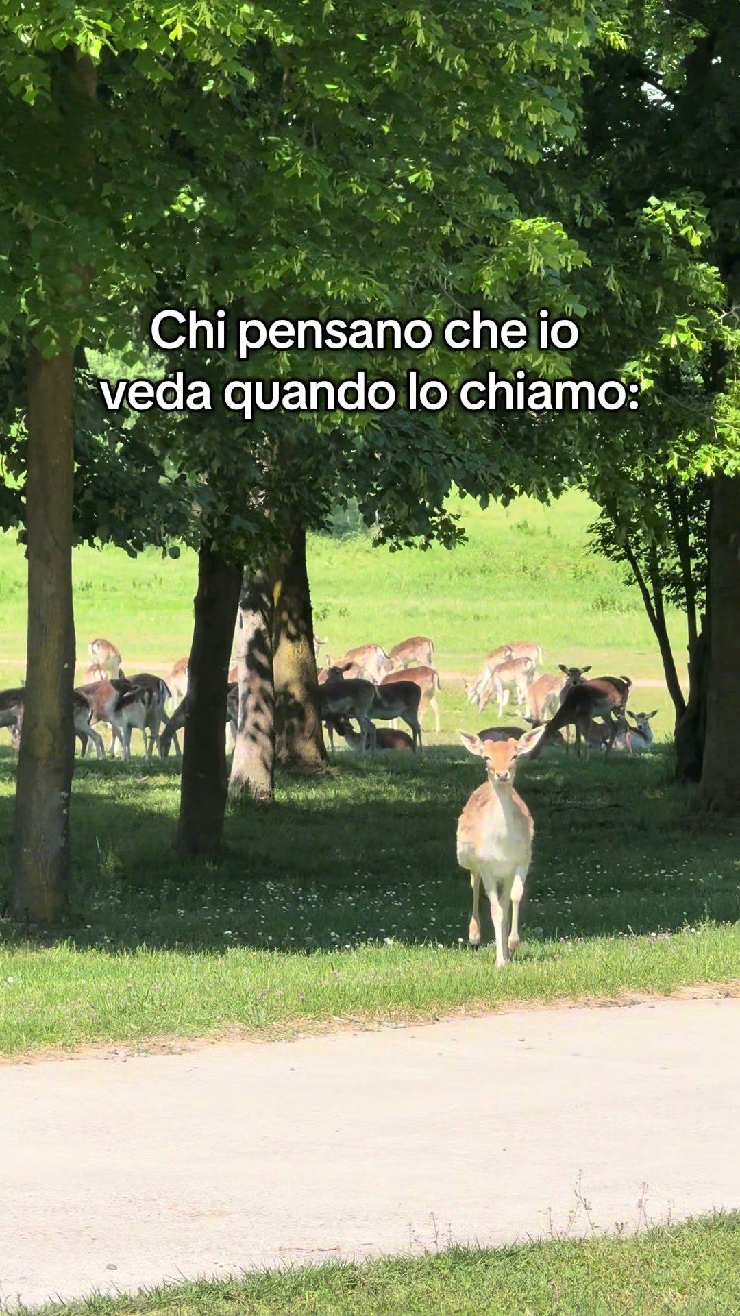 @Diario a Quattro Zampe