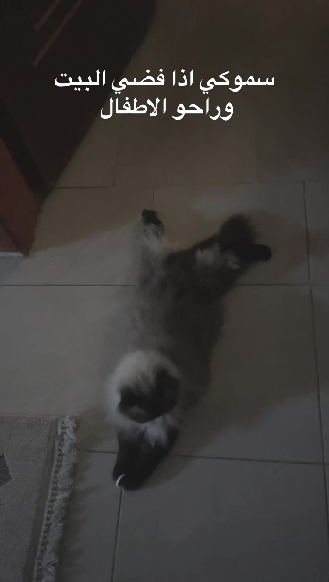 @โ๐ฟ๏ธ