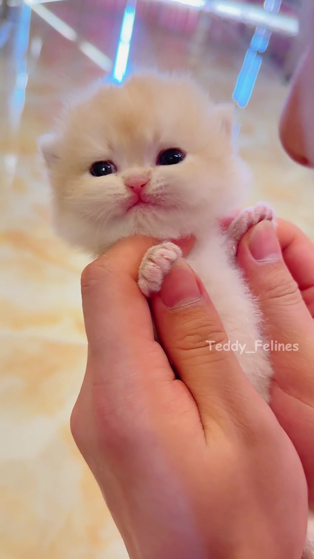 @Teddy_Felines 🧸🐾