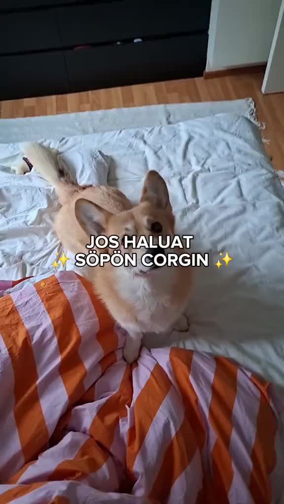 @Kaisa | koirien puolella đ¶