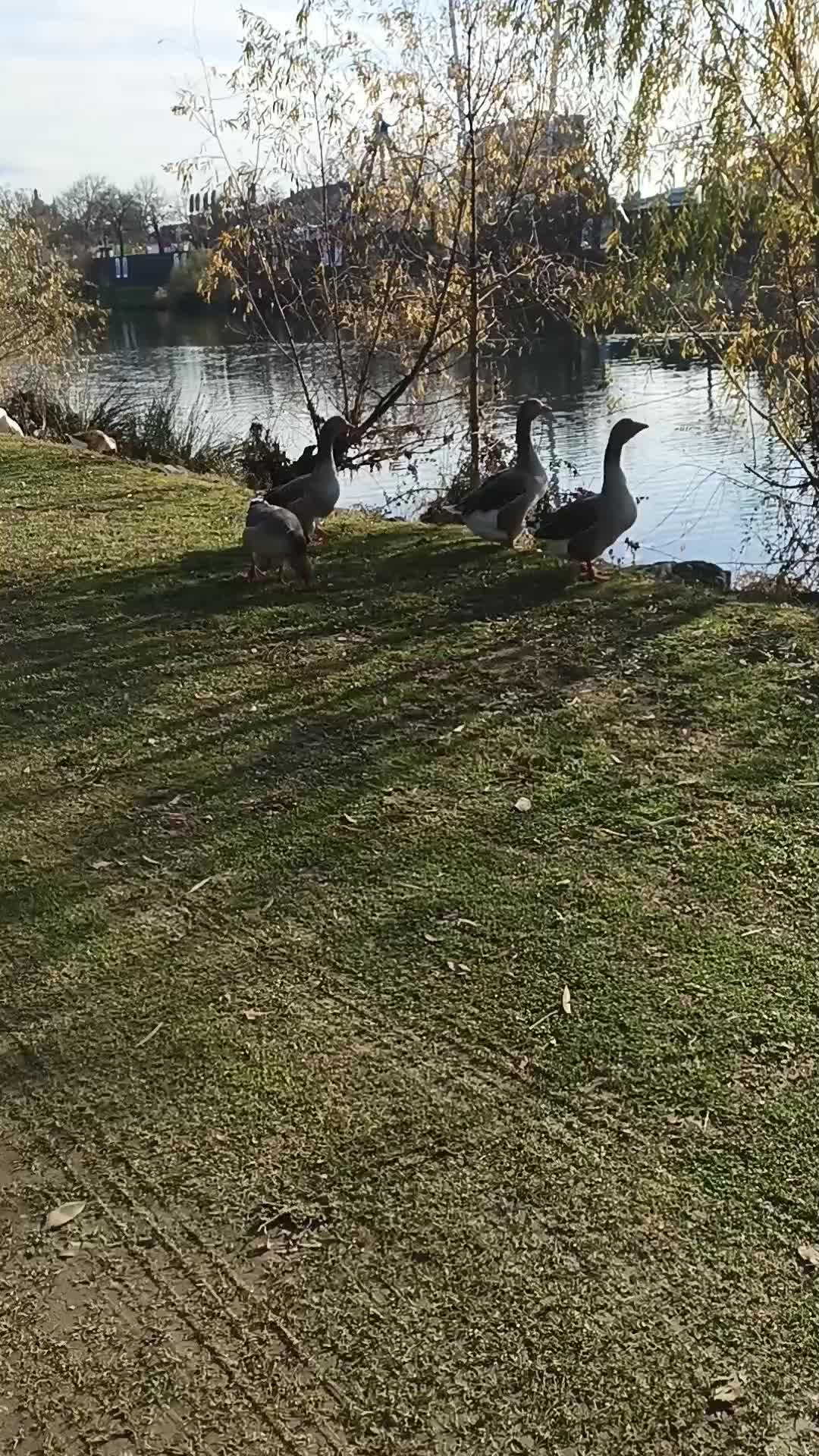 @quinte flush Royal