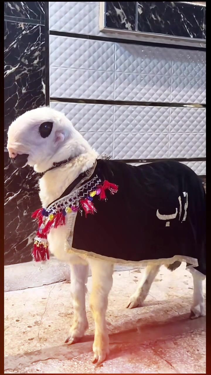 @Murwa Goat farm
