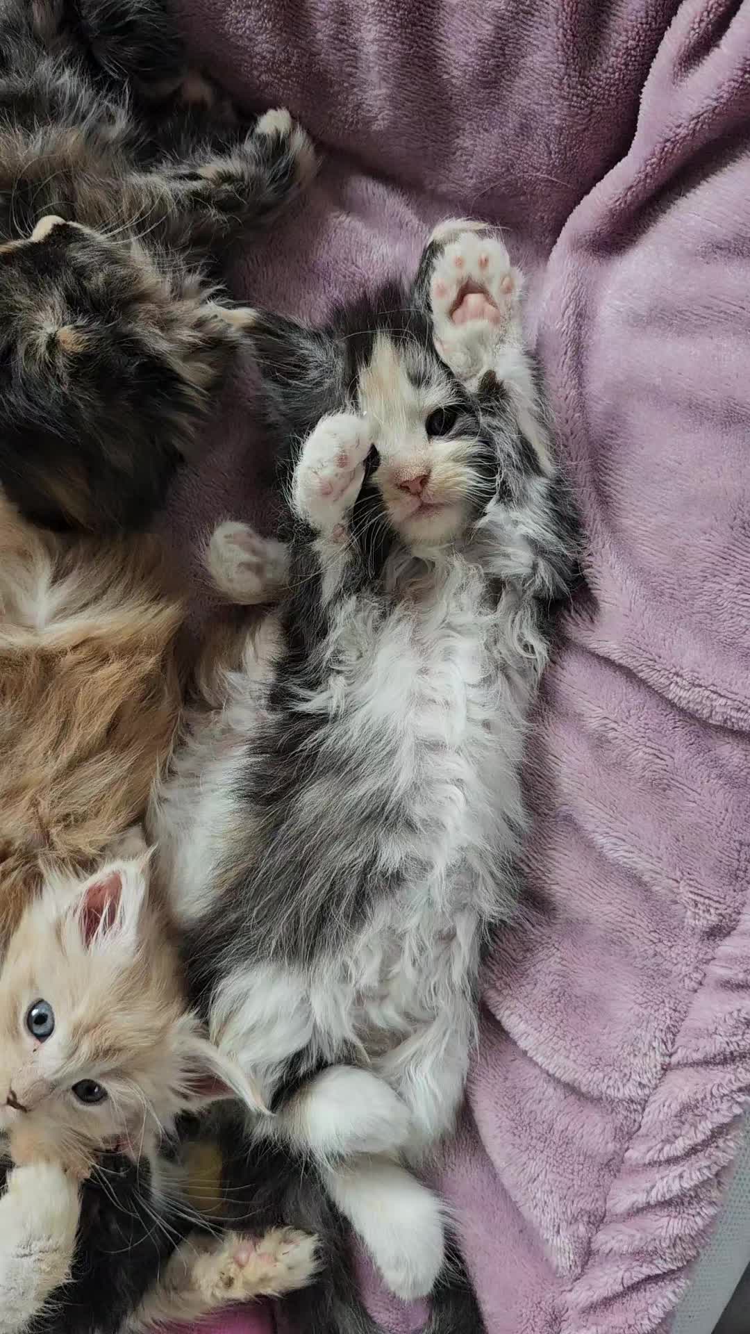 @Gentle Nature's Maine Coon