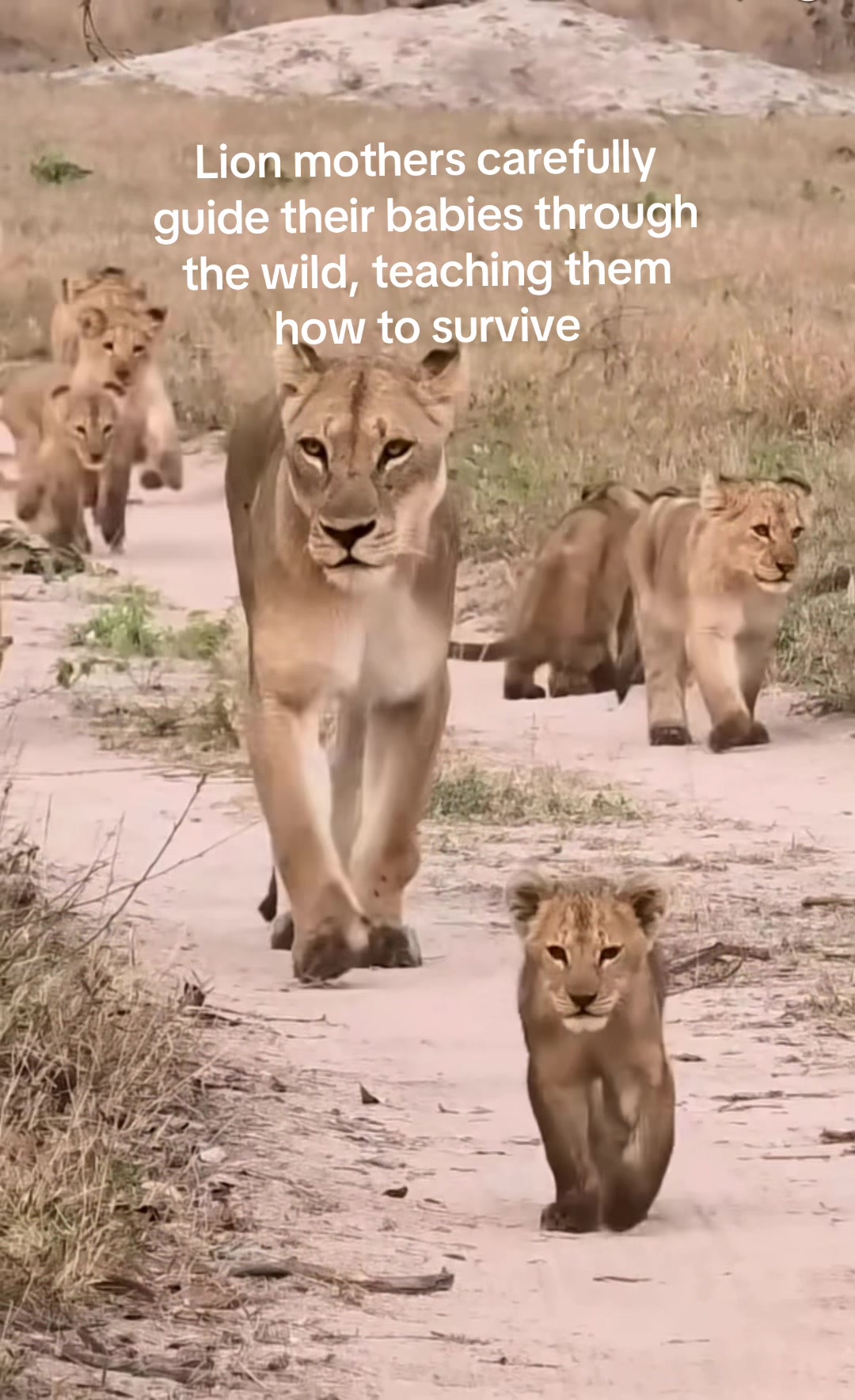 @KJ@LoveAnimalsEpicNature