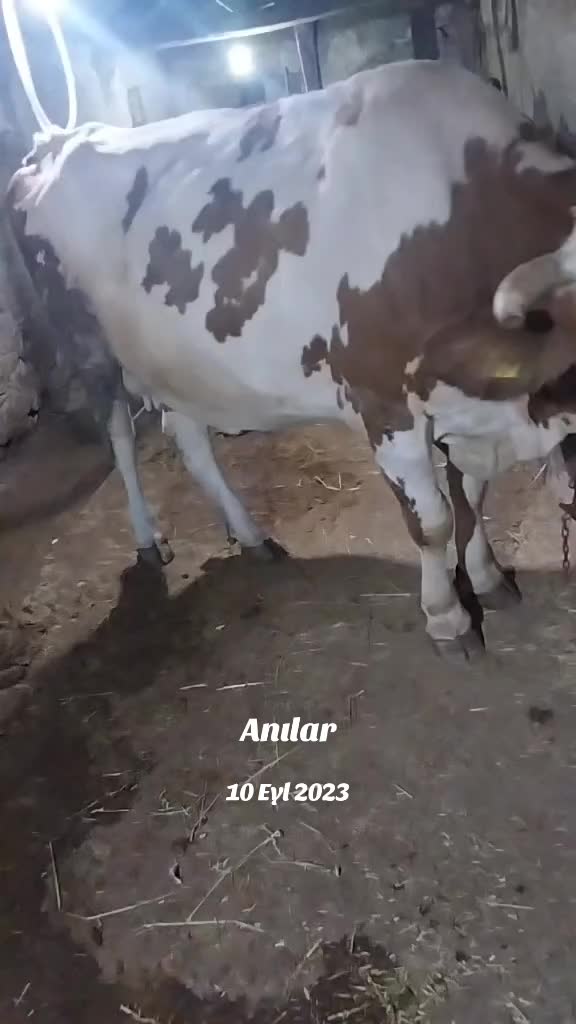 @Veysel Öztezcan