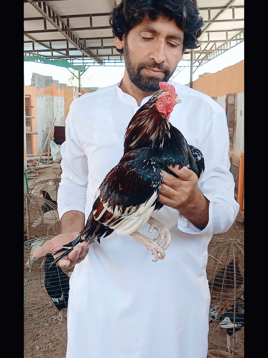 @Sajjad Aseel Farm
