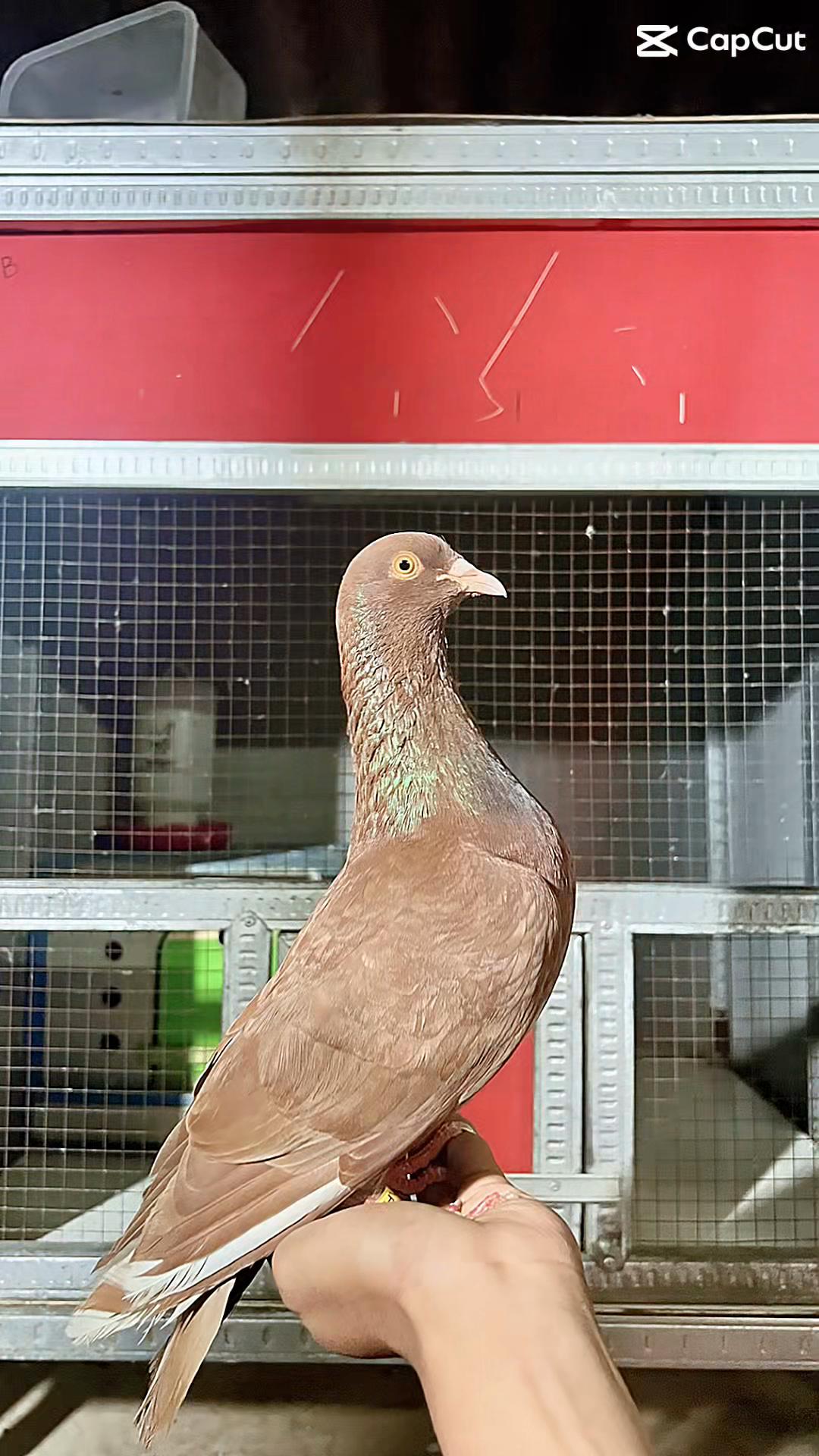 @Z V A 36 Merpati Reborn 🕊️🕊️