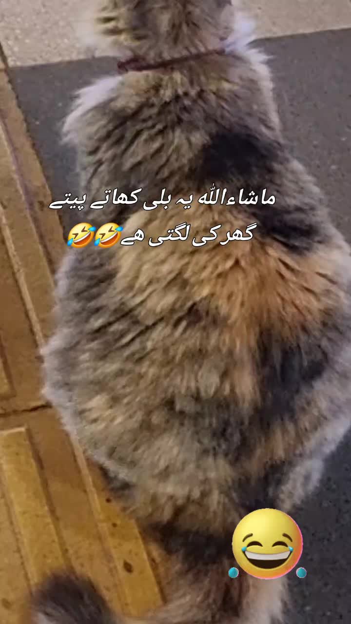 @Zubi🙋♀️زوبی