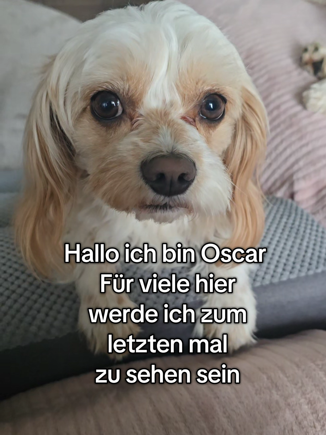 @Jazzy&Oscar's Hundeblog