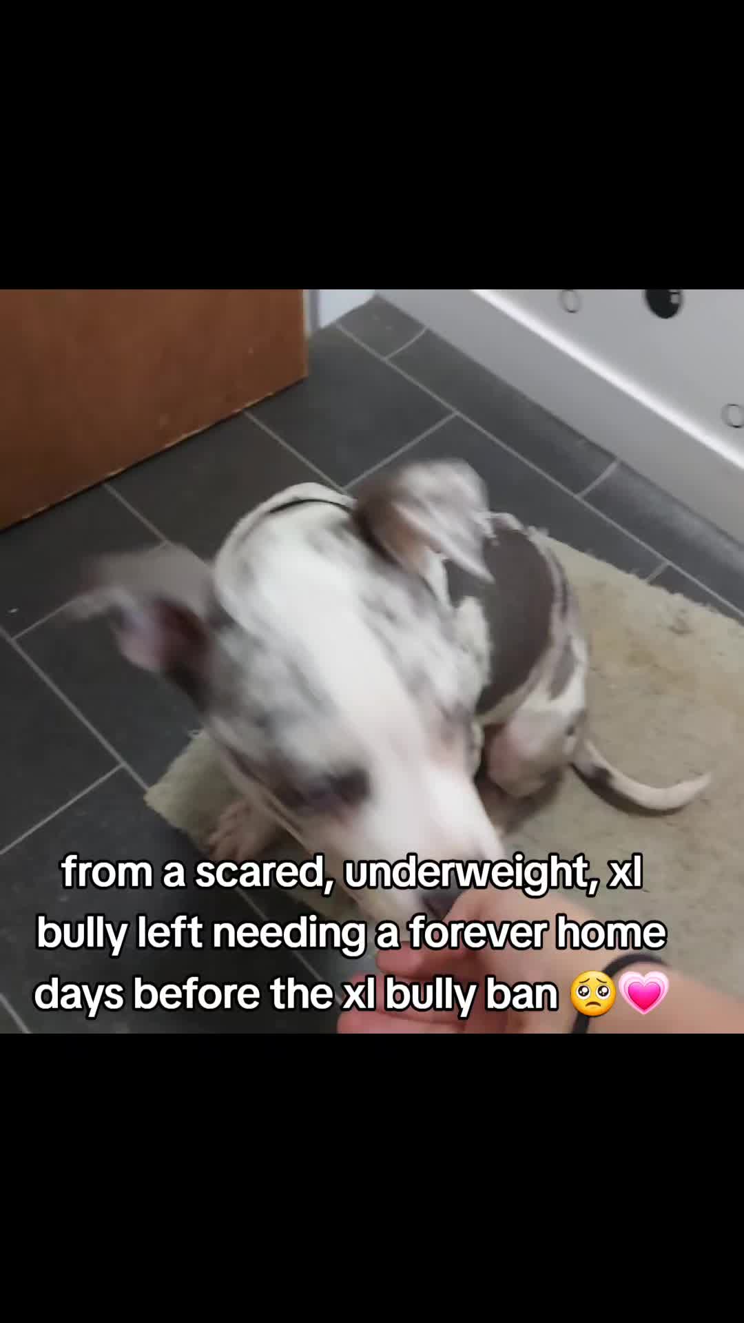 @kirsty+starlight the xl bully