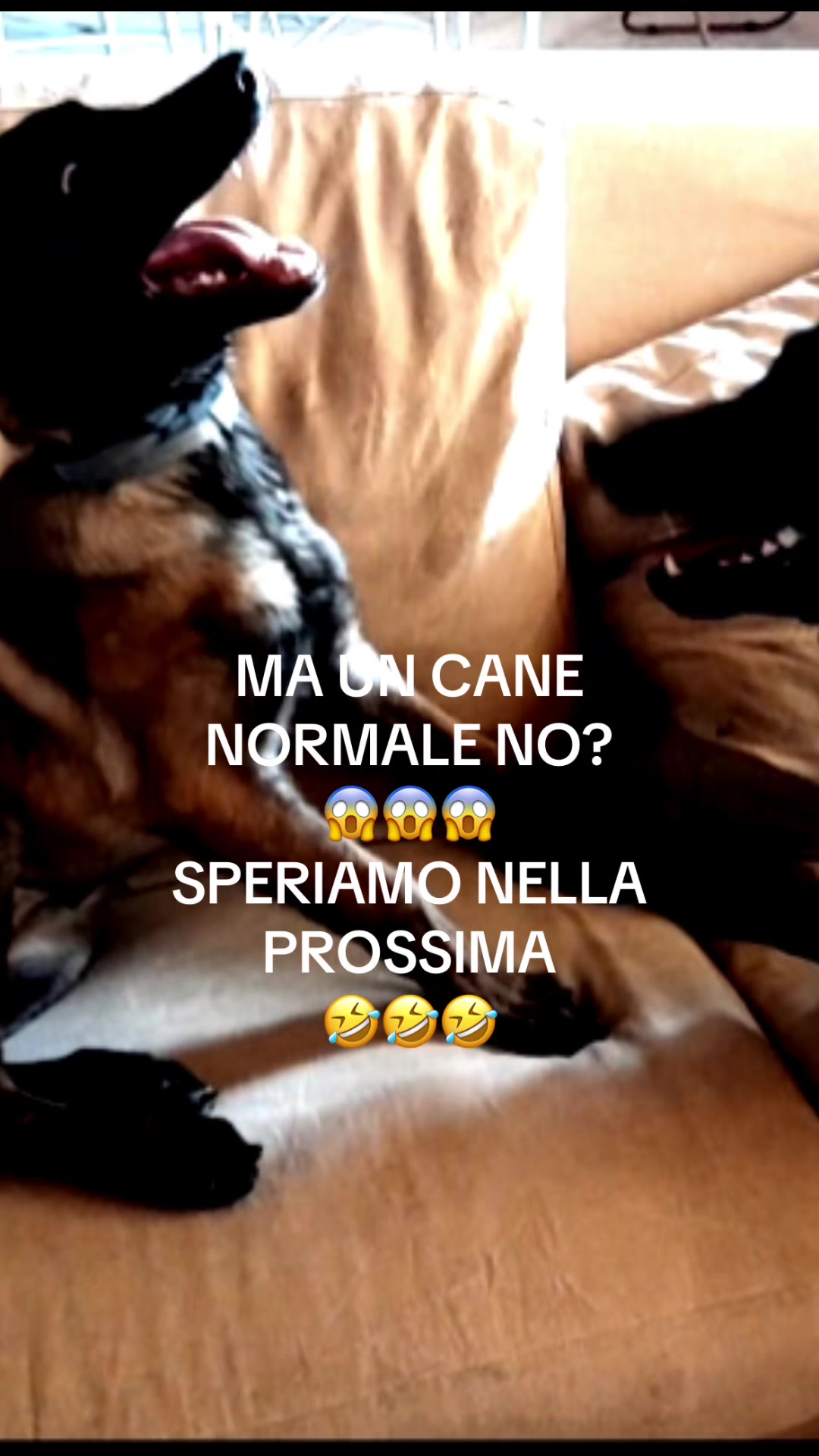 @ULLR&HEL Malinois
