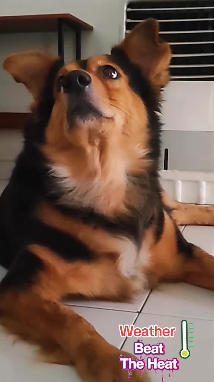 @Cholanz🐕