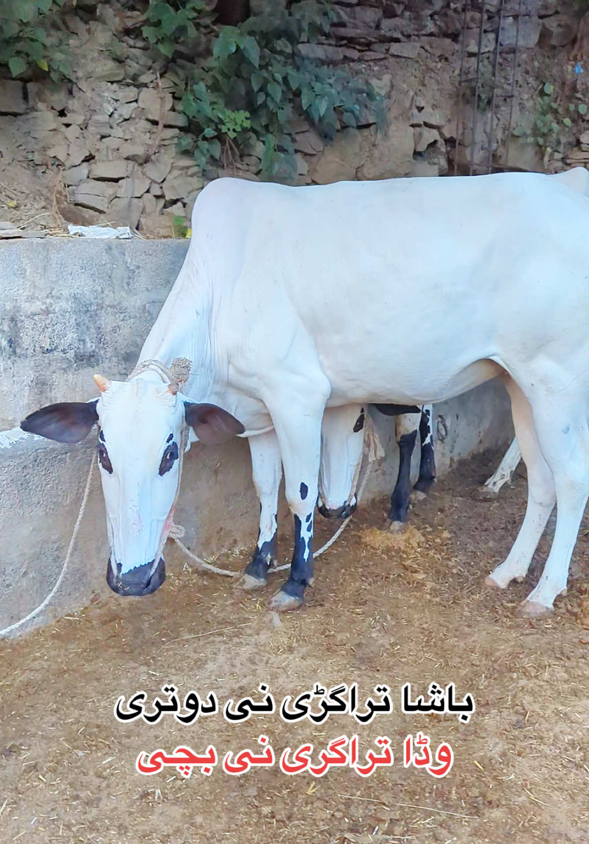 @محمد جنید (ایبٹ آباد)